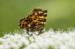 Araschnia, levana, Map, butterfly, lepidoptera