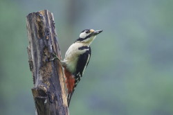 Great, Spotted, Woodpecker, Dendrocopos, major