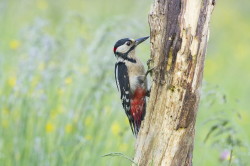 Great, Spotted, Woodpecker, Dendrocopos, major