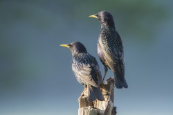 European, Sturnus, vulgaris, Common, Starling