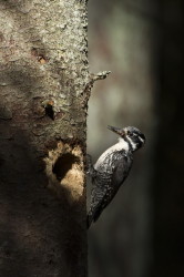 three-toed, woodpecker, Eurasian, Three-toed, Woodpecker, Picoides, tridactylus