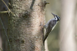 three-toed, woodpecker, Eurasian, Three-toed, Woodpecker, Picoides, tridactylus