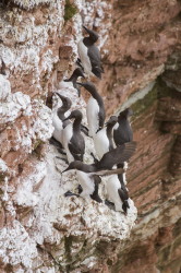 Common, Murre, Uria, aalge, Heligoland