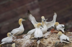 Guptak, Morus, bassanus, Helgoland, ptaki