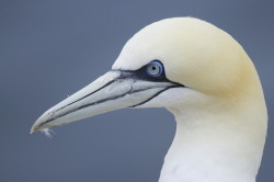 Guptak, Morus, bassanus, Helgoland, ptaki