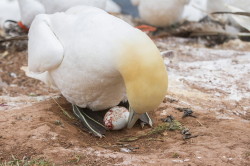 Northern, Gannet, Morus, bassanus, Heligoland