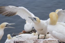 Northern, Gannet, Morus, bassanus, Heligoland