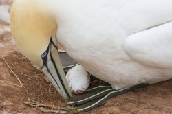 Northern, Gannet, Morus, bassanus, Heligoland