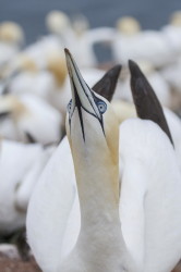 Guptak, Morus, bassanus, Helgoland, ptaki