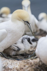 Guptak, Morus, bassanus, Helgoland, ptaki