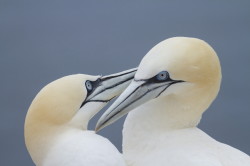 Northern, Gannet, Morus, bassanus, Heligoland