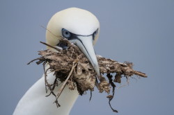 Guptak, Morus, bassanus, Helgoland, ptaki