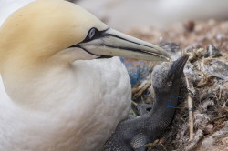 Guptak, Morus, bassanus, Helgoland, ptaki