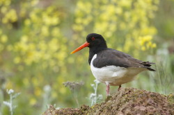 Ostrygojad, Haematopus, ostralegus, Helgoland, ptaki