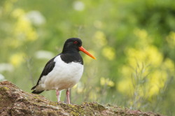 Ostrygojad, Haematopus, ostralegus, Helgoland, ptaki