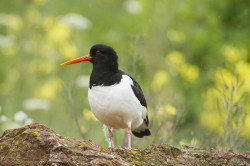 Ostrygojad, Haematopus, ostralegus, Helgoland, ptaki