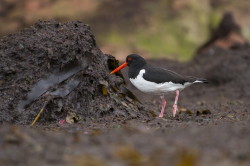 Ostrygojad, Haematopus, ostralegus, Helgoland, ptaki