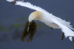 Northern, Gannet, Morus, bassanus, Heligoland