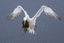 Northern, Gannet, Morus, bassanus, Heligoland