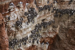 Common, Murre, Uria, aalge, Heligoland