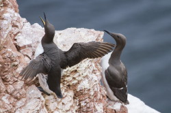 Nurzyk, Uria, aalge, Helgoland, ptaki