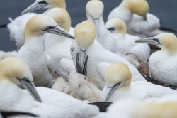 Northern, Gannet, Morus, bassanus, Heligoland