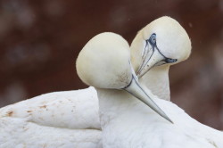 Northern, Gannet, Morus, bassanus, Heligoland