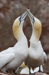 Northern, Gannet, Morus, bassanus, Heligoland