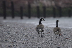 Canada, Goose, Branta, canadensis, Heligoland