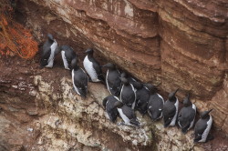 Common, Murre, Uria, aalge, Heligoland