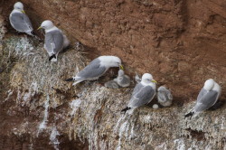 Mewa, trjpalczasta, Rissa, tridactyla, Helgoland, ptaki