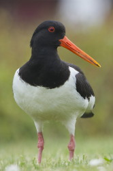 Ostrygojad, Haematopus, ostralegus, Helgoland, ptaki