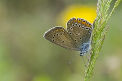 Polyommatus, amandus, Amanda's, Blue, lepidoptera
