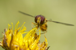 Bzyg, prkowany, Episyrphus, balteatus, muchwki, owady