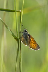 Thymelicus, lineola, Essex, skipper, butterfly, European, Skipper, lepidoptera