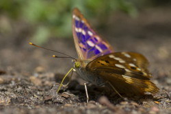 Apatura, ilia, Lesser, Purple, Emperor, lepidoptera