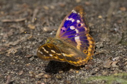 Apatura, ilia, Lesser, Purple, Emperor, lepidoptera