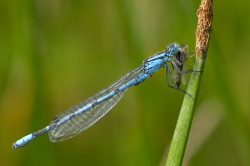 Enallagma, cyathigerum, Blue, Damselfly, dragonfly, Common, Northern, Bluet, odonata