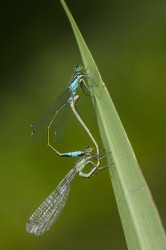 Ischnura, elegans, Blue-tailed, Damselfly, dragonfly, odonata