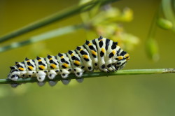 Papilio, machaon, Old, World, Common, Yellow, Swallowtail, lepidoptera