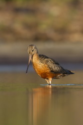 Szlamnik, Limosa, lapponica, szlamnik, rdzawy, ptaki