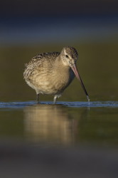 Bar-tailed, Godwit, Limosa, lapponica