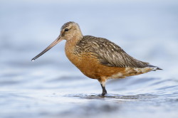 Bar-tailed, Godwit, Limosa, lapponica