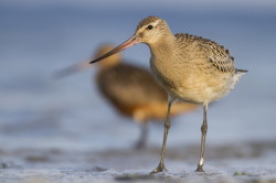 Szlamnik, Limosa, lapponica, szlamnik, rdzawy, ptaki