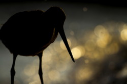 Bar-tailed, Godwit, Limosa, lapponica