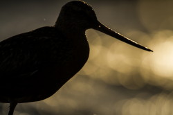 Bar-tailed, Godwit, Limosa, lapponica