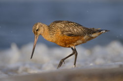 Bar-tailed, Godwit, Limosa, lapponica