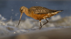 Bar-tailed, Godwit, Limosa, lapponica