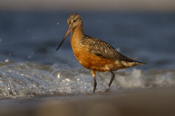 Bar-tailed, Godwit, Limosa, lapponica