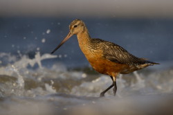 Bar-tailed, Godwit, Limosa, lapponica